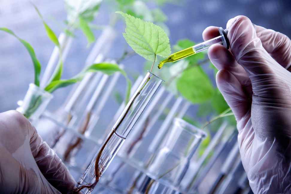  The Impact of Biotechnology on Food Security